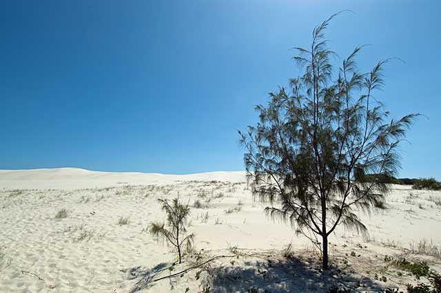 moreton island sand dunes